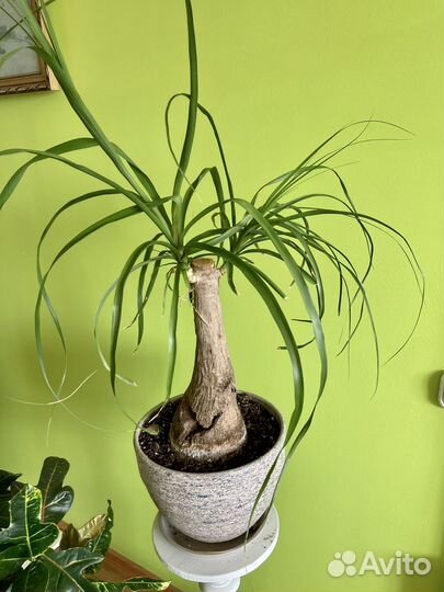 Кротон и Нолина Бокарнея