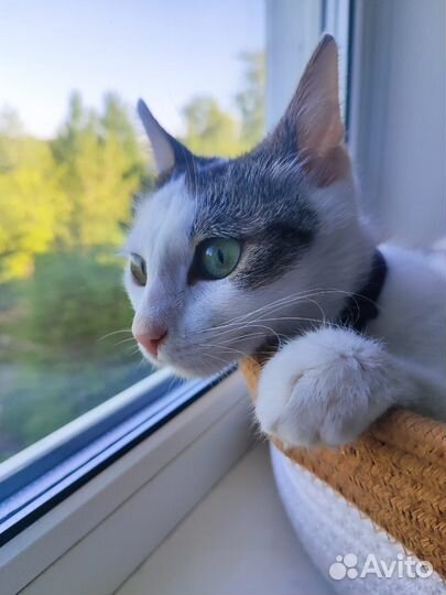 Турецкая ангора