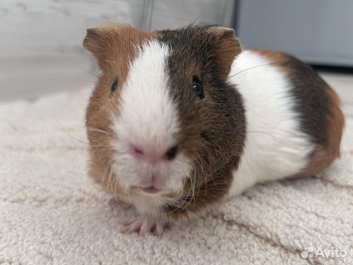 Морская свинка с клеткой