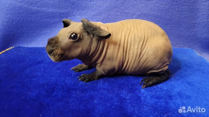 Морская свинка скинни