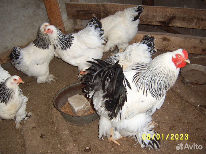 Брама Колумбийская