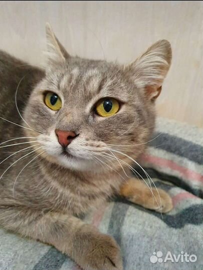 Котик в добрые руки