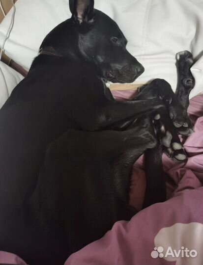 Бельгийская овчарка малинуа