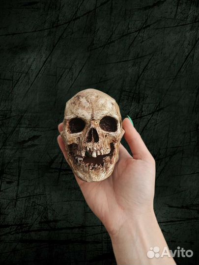 Череп с челюстью