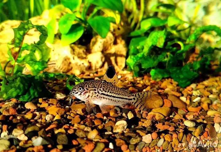 Коридорасы