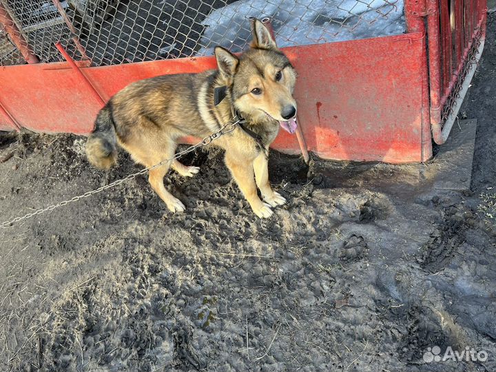 Собака в добрые руки