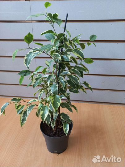Фикус бенджамина Be Samantha