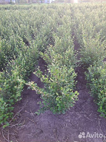 Кизильник блестящий живая изгородь