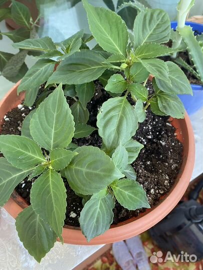 Бальзамин махровый