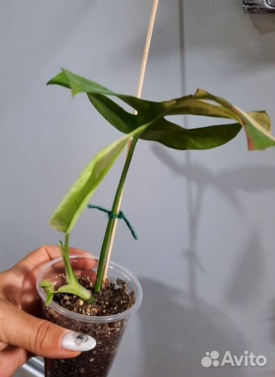 Монстера рафидофора вар