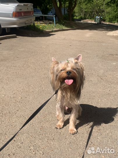 Йоркширский терьер вязка