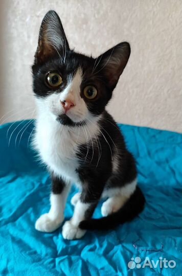 Бьёрн счастливчик