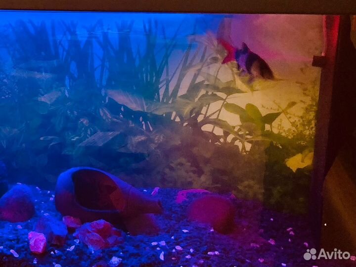 Аквариум с тумбой и рыбками