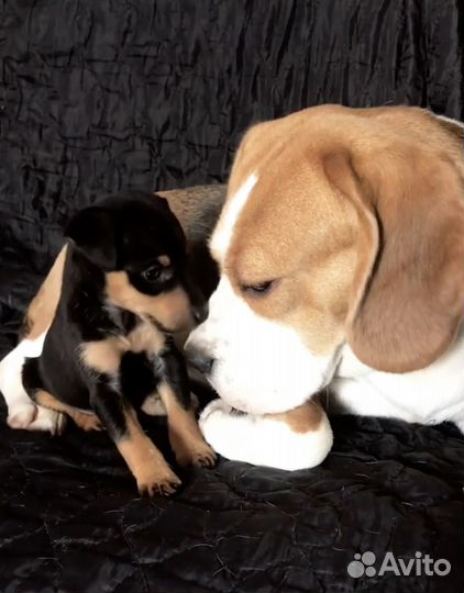 Передержка собак в Пятигорске