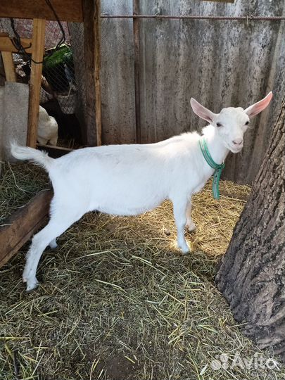 Коза дойная и козлики
