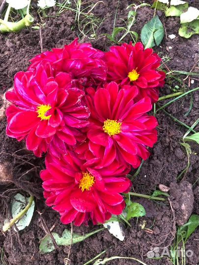 Георгины клубни