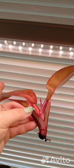 Филодендрон Империал Ред Тиссуэ