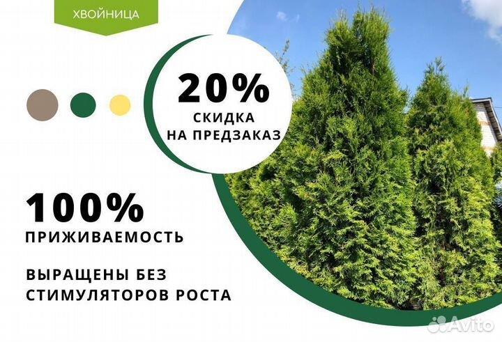 Туя Брабант 1,5 м