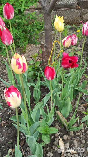 Тюльпаны