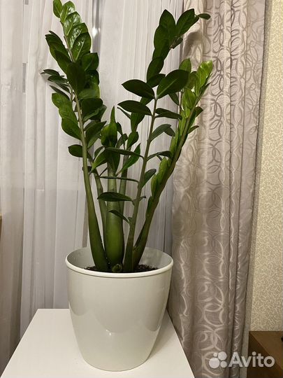 Замиокулькас 120 см