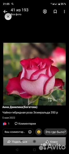 Саженцы роз