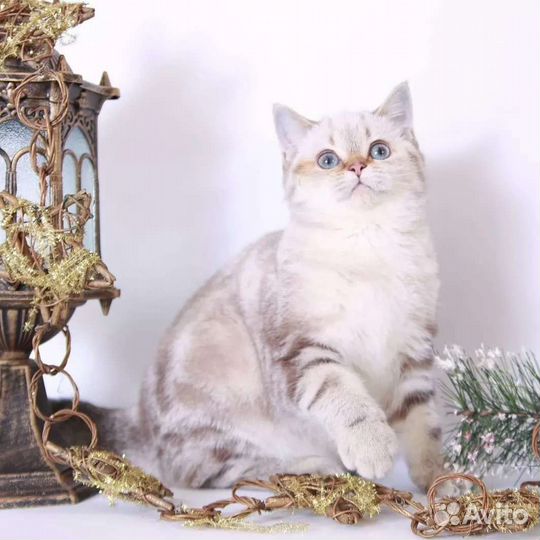Шотландские котята