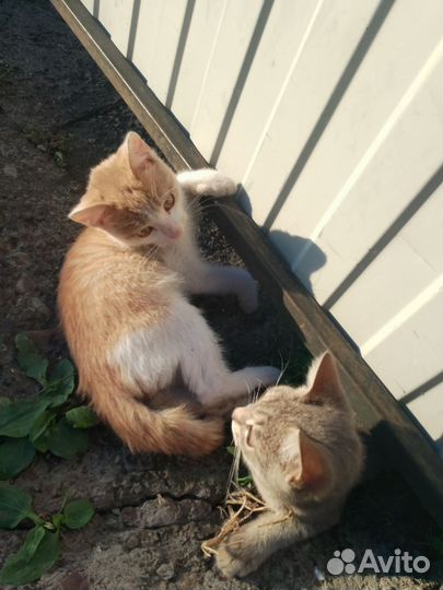 Котята в добрые руки бесплатно мальчики и девочка