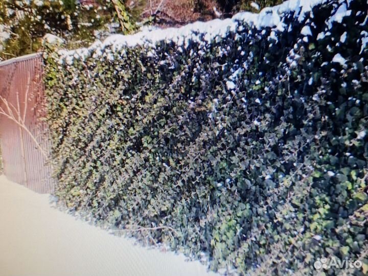 Плющ садовый вечнозелёный (Hedera helix )