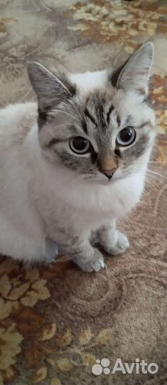 Потерялась кошка