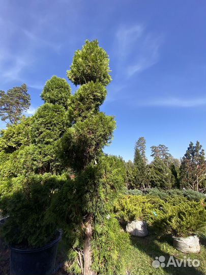 Туя Смарагд Спираль 305 см