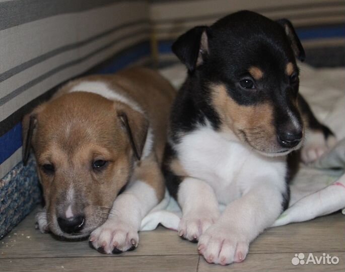 Щенки
