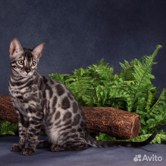 Бенгальская девочка из питомника