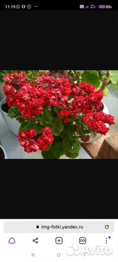 Пеларгонии сортовые