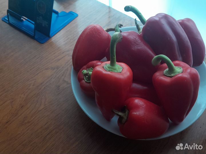 Семена Болгарского перца