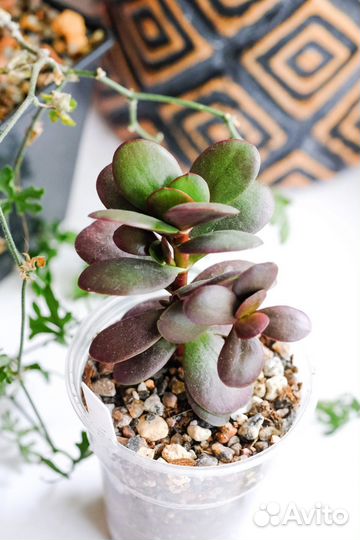 Крассула. Суккуленты почтой