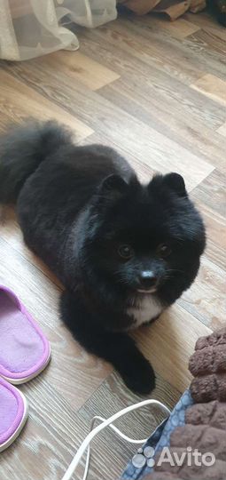 Шпиц для вязки