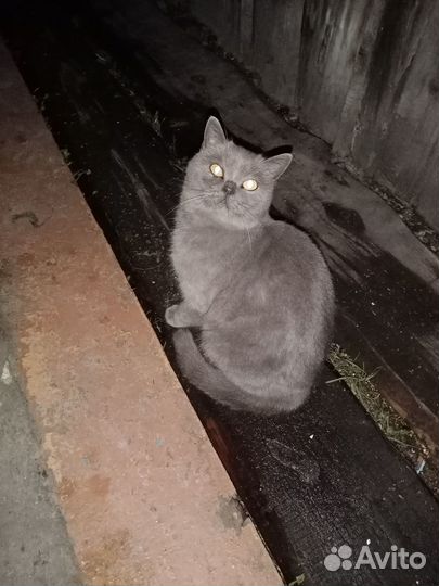 Отдам бесплатно