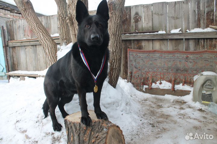 Черная немецкая овчарка