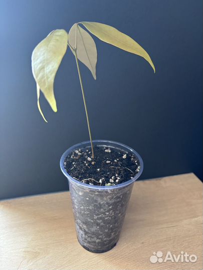 Пророщенные семена личи, ростки