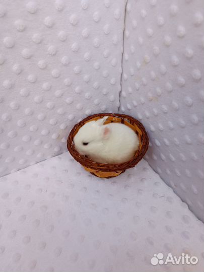 Кролик мини карликовый.доставка