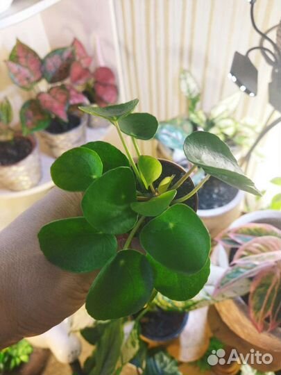 Пилея пеперомиевидная