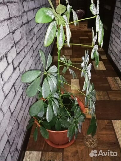 Комнатные цветы шефлера