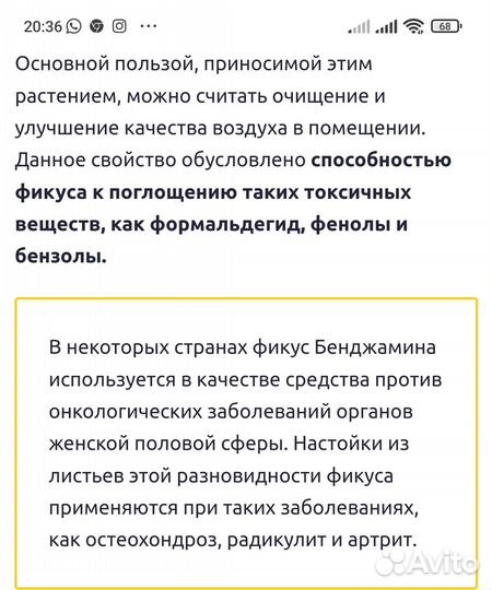 Фикус бенджамина