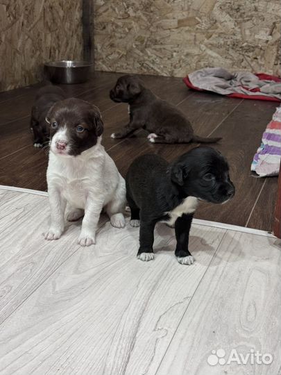 Щенки в добрые руки