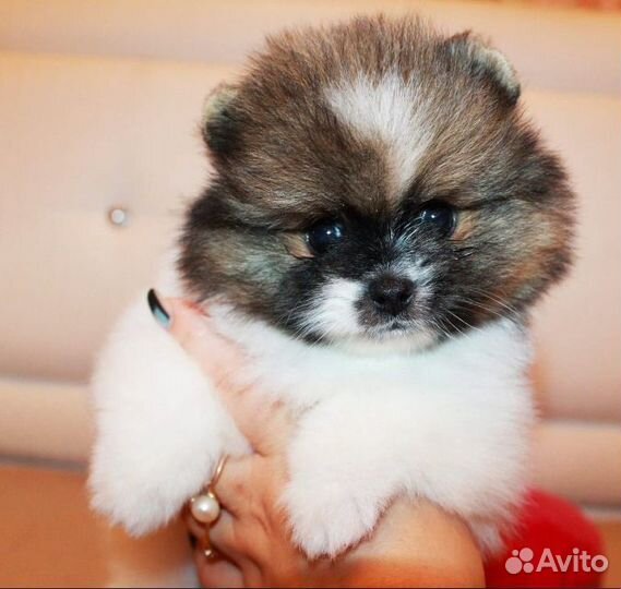 Шикарные малыши