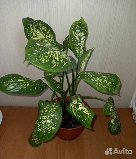 Диффенбахия