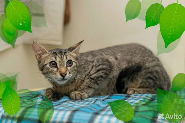 Котенок в добрые руки