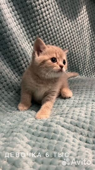 Шотландские котята