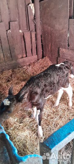 Телочка новорожденная