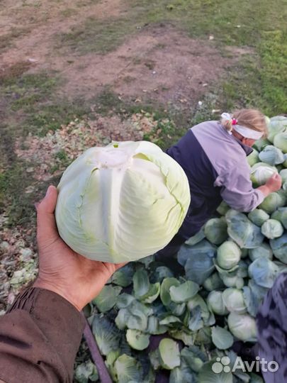 Капуста белокочанная оптом